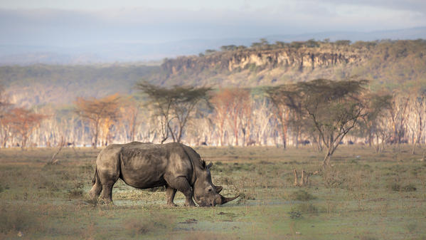 White rhino in Lake Nakuru National Park