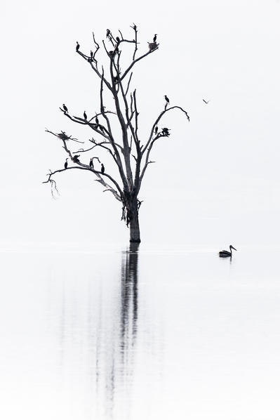 Lake Nakuru, Rift Valley, Kenya