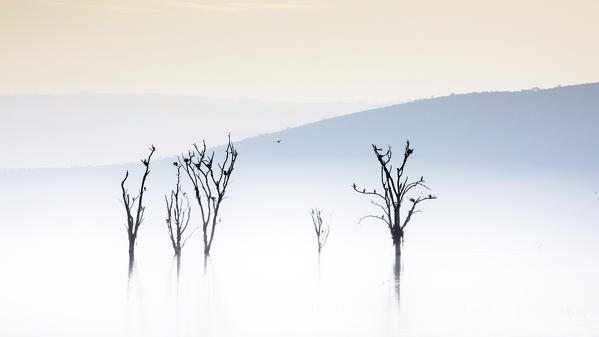 Lake Nakuru, Kenya, at sunrise. The dead trees on Lake shores were killed by the rising of the alcaline waters of the lake in 2014.