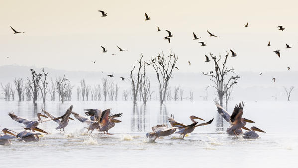 Pelicans in Lake Nakuru, Rift Valley