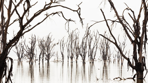 Lake Nakuru, Kenya. The dead trees on Lake shores were killed by the rising of the alcaline waters of the lake in 2014.
