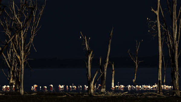 Lake Nakuru, Rift Valley