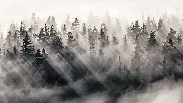 Chugach national forest, Kenai Peninsula, Alaska, United states of America ( usa ), North America
