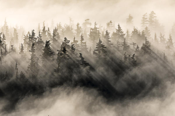 Chugach national forest, Kenai Peninsula, Alaska, United states of America ( usa ), North America
