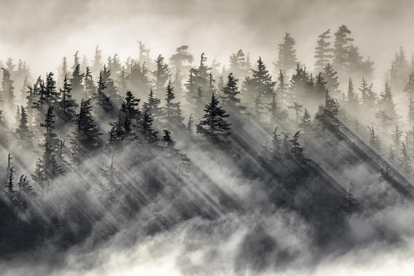 Chugach national forest, Kenai Peninsula, Alaska, United states of America ( usa ), North America
