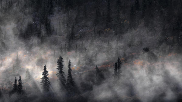 Denali National park, Alaska, United States, North America