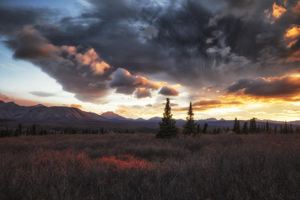 Denali National park, Alaska, United States, North America