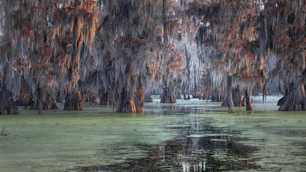 Taxodium distichum (Bald Cypress) in Lake Martin,  Atchafalaya Basin, Breaux Bridge, Louisiana, United States