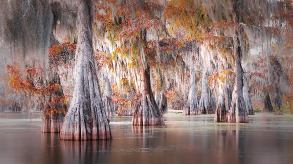 Taxodium distichum, Bald Cypress, Lake Martin, Atchafalaya Basin, Breaux Bridge, Louisiana, United States