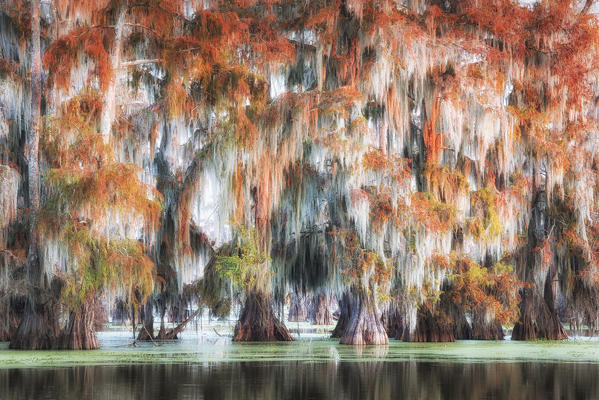 Lake Martin, Breaux Bridge, Atchafalaya Basin, Southern United States, USA; North America