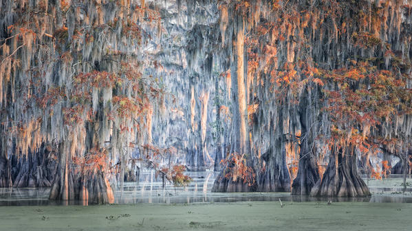 Lake Martin, Breaux Bridge, Atchafalaya Basin, Southern United States, USA; North America