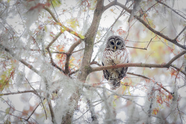 Barred Owl (strix varia); Lake Martin, Breaux Bridge, Atchafalaya Basin, Southern United States, USA; North America