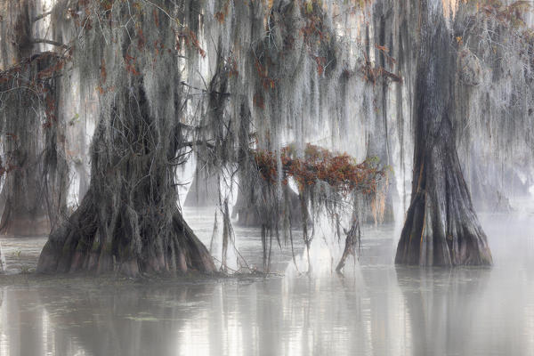 Bald cypresses (Taxodium distichum); Lake Martin, Breaux Bridge, Atchafalaya Basin, Southern United States, USA; North America