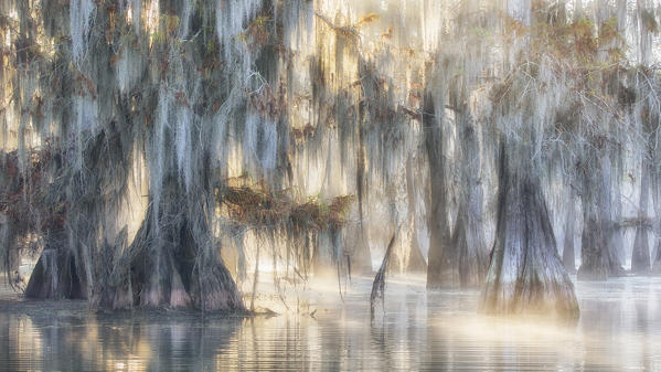 Bald cypresses (Taxodium distichum); Lake Martin, Breaux Bridge, Atchafalaya Basin, Southern United States, USA; North America