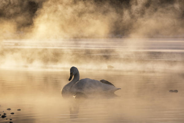 Whooper swan, Kotan onsen, east coast of Lake Kussharo, Eastern Hokkaido, Japan