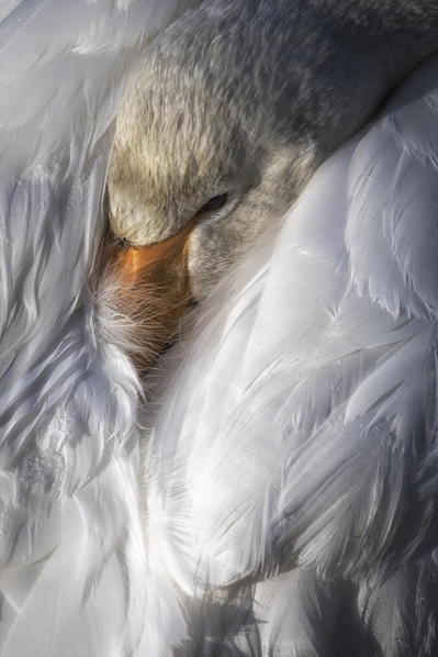 Whooper swan, Kotan onsen, east coast of Lake Kussharo, Eastern Hokkaido, Japan