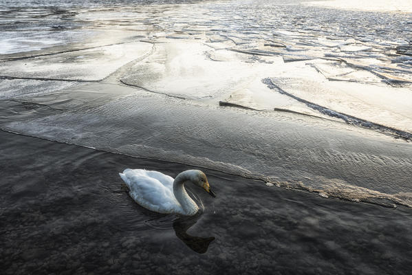 Whooper swan, Kotan onsen, east coast of Lake Kussharo, Eastern Hokkaido, Japan