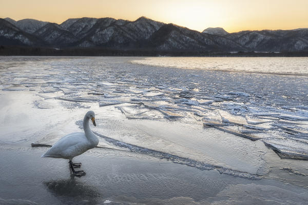 Whooper swan, Kotan onsen, east coast of Lake Kussharo, Eastern Hokkaido, Japan