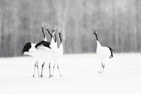 Red crowned crane, Tsurui Mura, Eastern Hokkaido, Japan