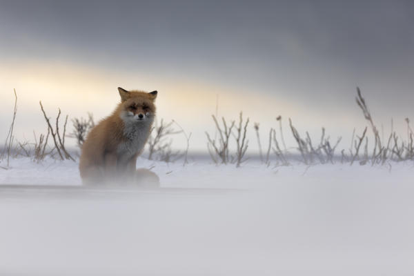Red fox, Notsuke peninsula, Shibetsu, eastern hokkaido, Japan.