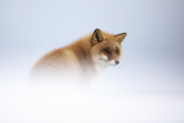 Red fox, Notsuke peninsula, Shibetsu, eastern hokkaido, Japan.