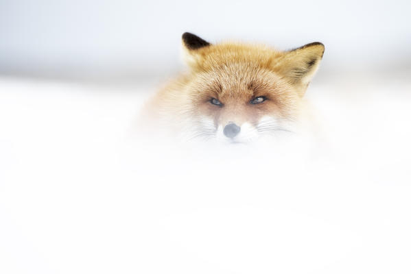 Red fox, Notsuke peninsula, Shibetsu, eastern hokkaido, Japan.