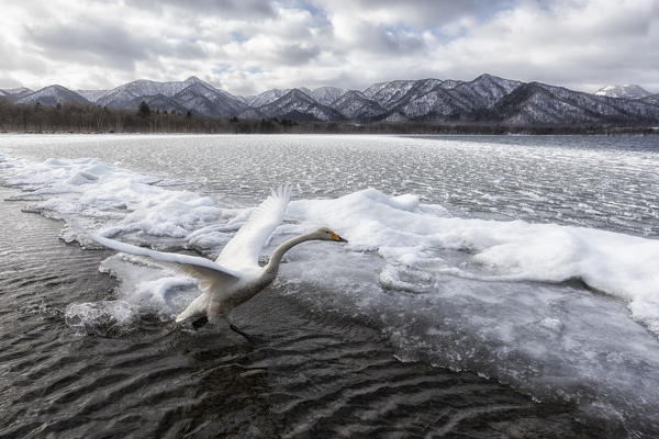 Whooper swan, Kotan onsen, east coast of Lake Kussharo, Eastern Hokkaido, Japan