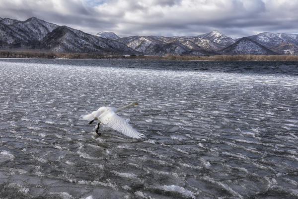 Whooper swan, Kotan onsen, east coast of Lake Kussharo, Eastern Hokkaido, Japan