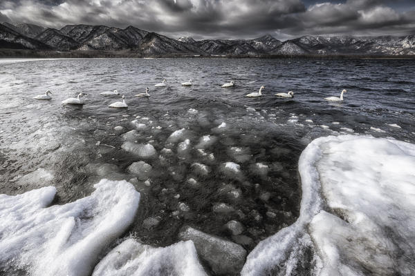 Whooper swans, Kotan onsen, east coast of Lake Kussharo, Eastern Hokkaido, Japan