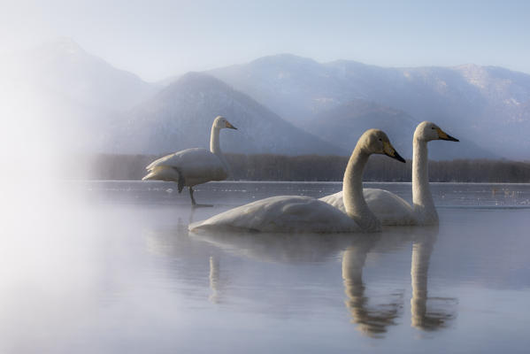 Whooper swan, Kotan onsen, east coast of Lake Kussharo, Eastern Hokkaido, Japan