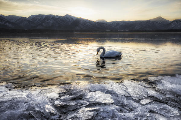 Whooper swan, Kotan onsen, east coast of Lake Kussharo, Eastern Hokkaido, Japan