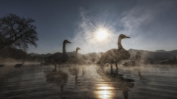 Whooper swan, Kotan onsen, east coast of Lake Kussharo, Eastern Hokkaido, Japan