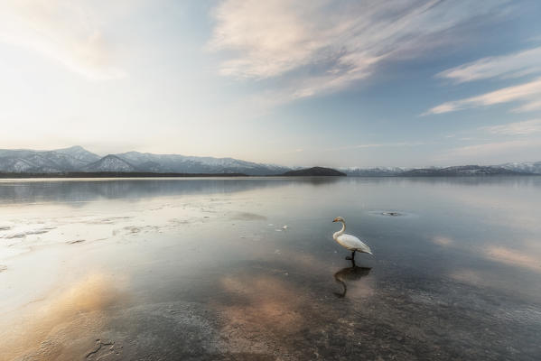 Whooper swan, Kotan onsen, east coast of Lake Kussharo, Eastern Hokkaido, Japan