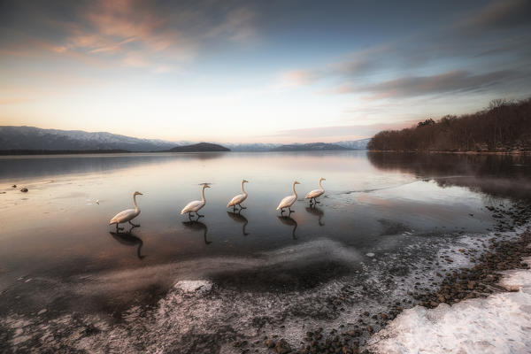 Whooper swans, Kotan onsen, east coast of Lake Kussharo, Eastern Hokkaido, Japan
