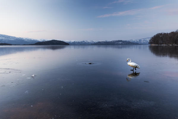 Whooper swan, Kotan onsen, east coast of Lake Kussharo, Eastern Hokkaido, Japan