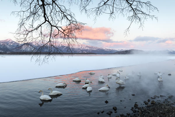Whooper swans, Kotan onsen, east coast of Lake Kussharo, Eastern Hokkaido, Japan