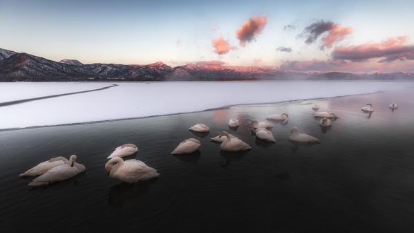 Whooper swan, Kotan onsen, east coast of Lake Kussharo, Eastern Hokkaido, Japan
