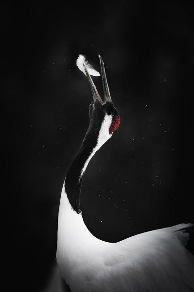 Red crowned crane, Tsurui Mura, Eastern Hokkaido, Japan