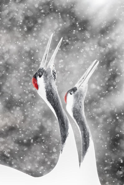 Red crowned crane, Tsurui Mura, Eastern Hokkaido, Japan