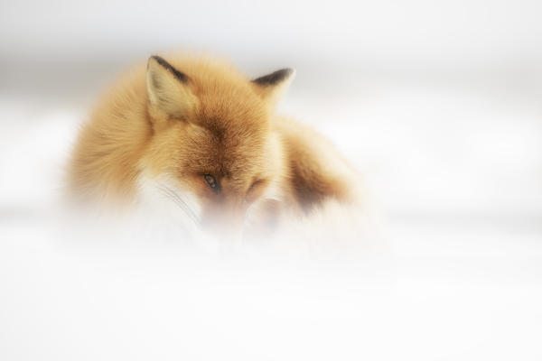Red fox, Notsuke peninsula, Shibetsu, eastern hokkaido, Japan.