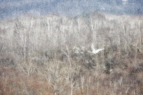 Whooper swan in Akan crane center, Akan, Eastern Hokkaido, Japan