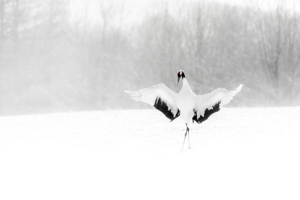 Red crowned crane, Tsurui Mura, Eastern Hokkaido, Japan