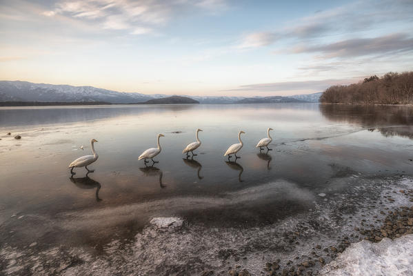 Whooper swans, Kotan onsen, east coast of Lake Kussharo, Eastern Hokkaido, Japan