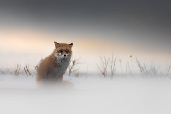 Red fox, Notsuke peninsula, Shibetsu, eastern hokkaido, Japan.
