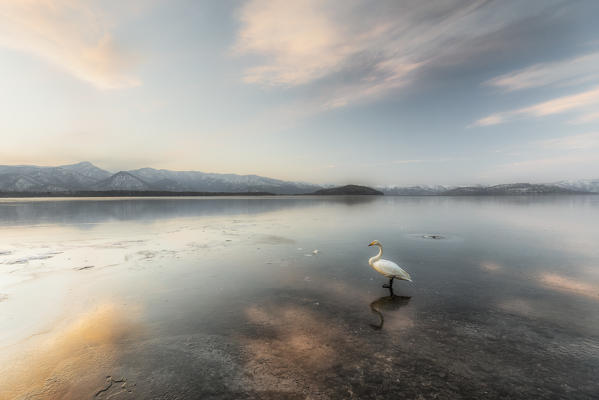 Whooper swan, Kotan onsen, east coast of Lake Kussharo, Eastern Hokkaido, Japan
