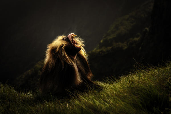 Gelada baboon silhouette in Simien Mountains National Park, Northern Ethiopia