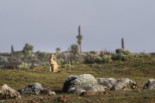 Simien wolf (canis simensis) in Bale mountains national park, Ethiopia
