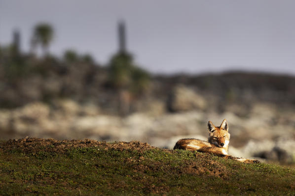 Simien wolf (canis simensis) in Bale mountains national park, Ethiopia