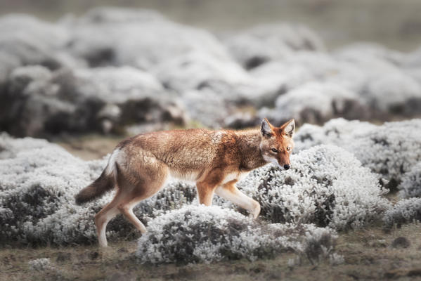 Simien wolf (canis simensis) in Bale mountains national park, Ethiopia
