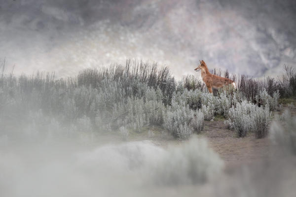 Simien wolf (canis simensis) in Bale mountains national park, Ethiopia